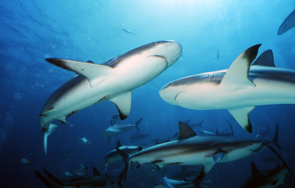 Подводный мир в Абако, Багамские острова. Фото 1 – фотографии Багамских островов