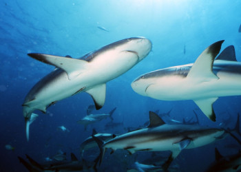 Подводный мир в Абако, Багамские острова. Фото 1 – фотографии Багамских островов