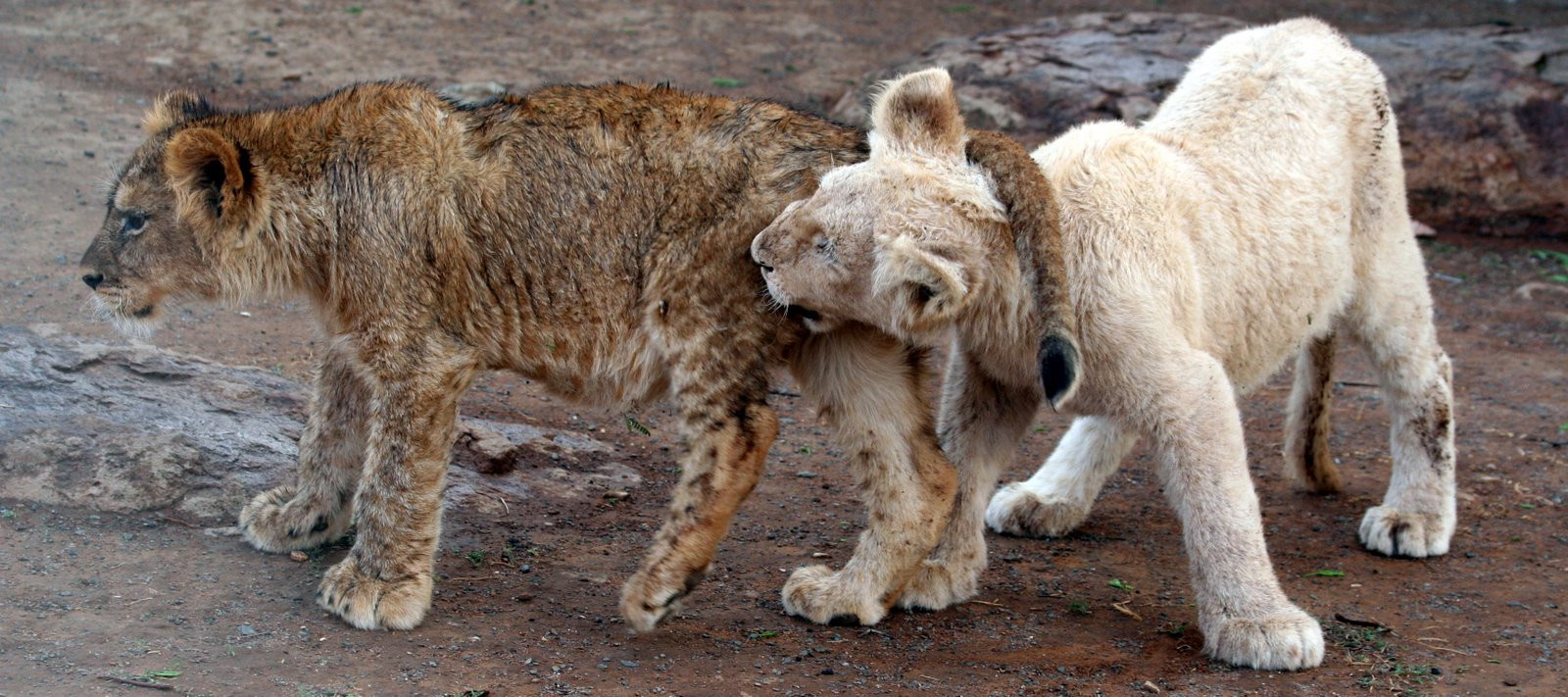 ЮАР, фото № 1615 – фотографии ЮАР