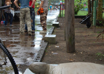 Тортугеро, Лимон провинция, Коста-Рика, фото № 40294 – фотографии Коста-Рики