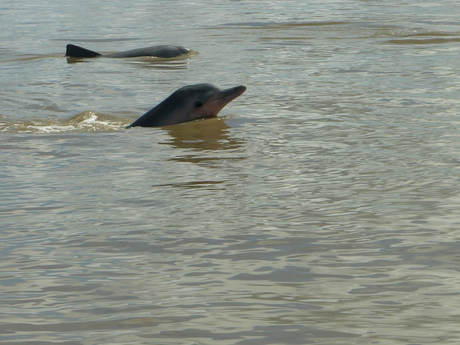 Суринам, фото № 4663 – фотографии Суринама