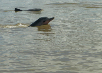 Суринам, фото № 4663 – фотографии Суринама