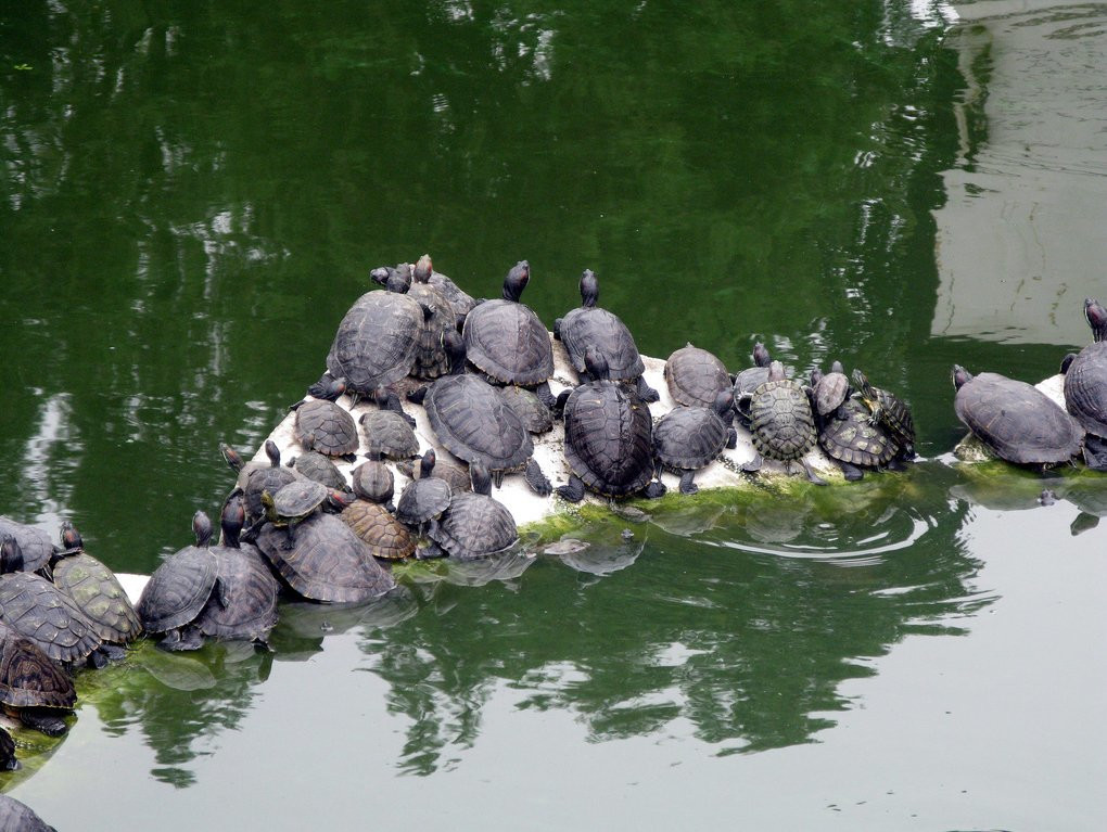 Храм Гуйюань (Guiyuan Temple). Фото 1 – фотографии Китая