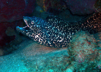 Гваделупа, фото № 3631 – фотографии Гваделупы