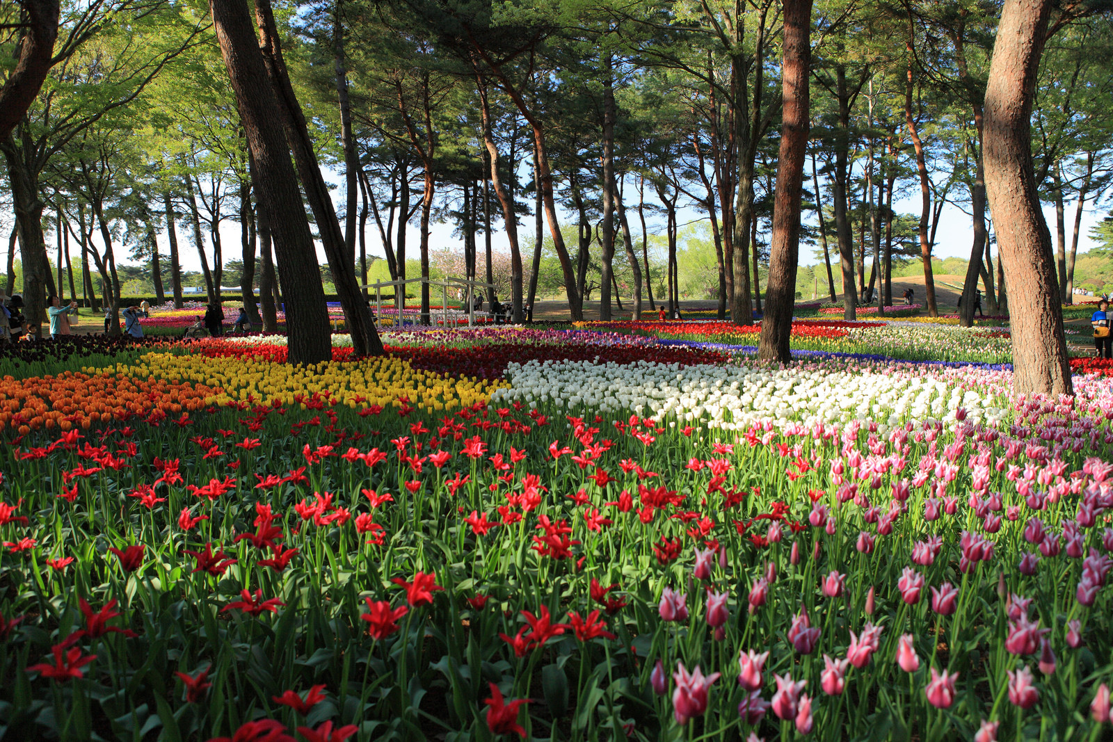 Японский парк Хитачи-Сисайд (Hitachi Seaside Park). Фото 2 – фотографии Японии