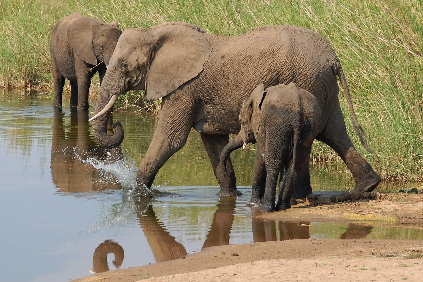 Kruger_elephant – фотографии ЮАР