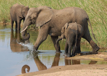 Kruger_elephant – фотографии ЮАР
