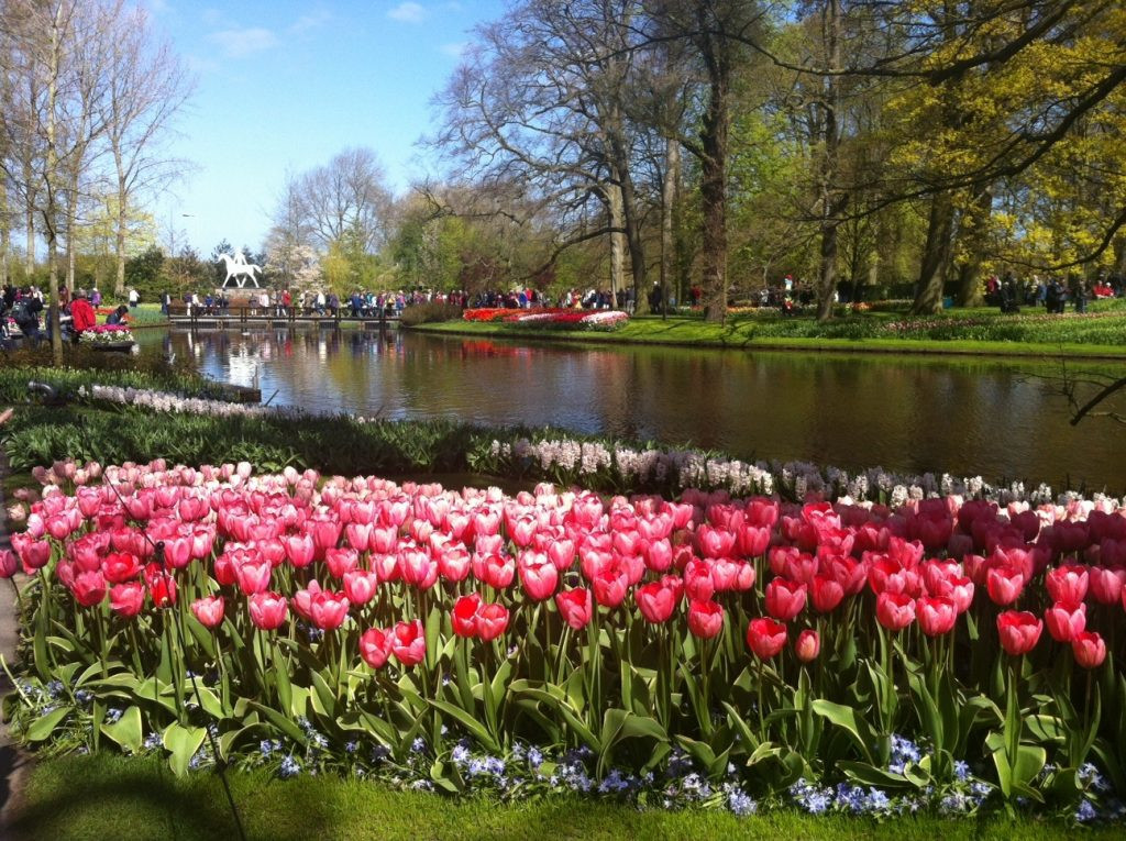 В Парк Кёкенхоф можно добраться на арендованном автомобиле или на общественном транспорте – фотографии Нидерландов
