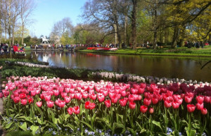 В Парк Кёкенхоф можно добраться на арендованном автомобиле или на общественном транспорте – фотографии Нидерландов