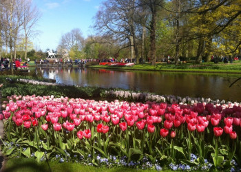 В Парк Кёкенхоф можно добраться на арендованном автомобиле или на общественном транспорте – фотографии Нидерландов