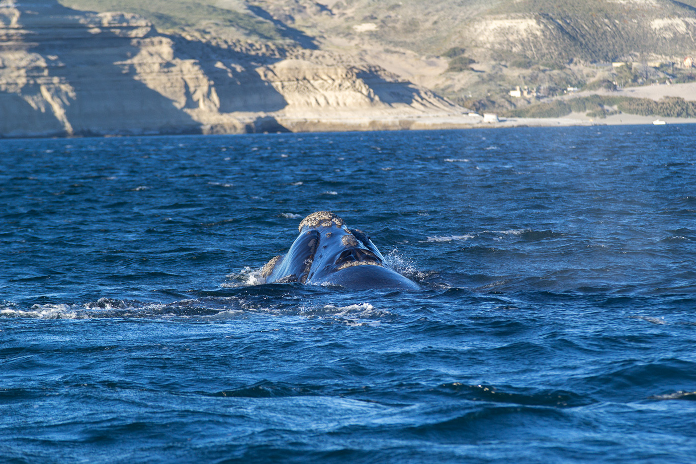 Кит. Полуостров Вальдес. Аргентина – фотографии Аргентины