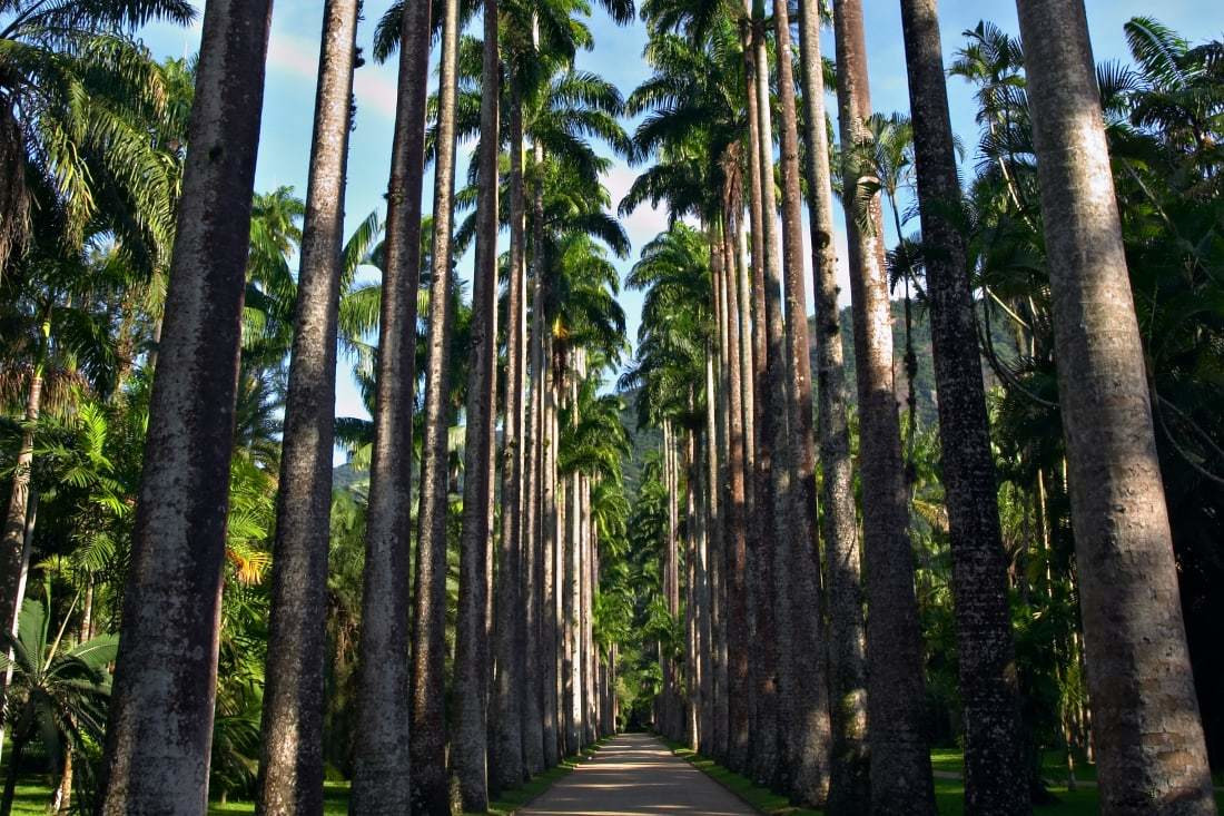 Мускатный орех, корица, чёрный перец из Восточной Индии акклиматизировались в ботаническом саду Рио – фотографии Бразилии