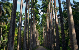 Мускатный орех, корица, чёрный перец из Восточной Индии акклиматизировались в ботаническом саду Рио – фотографии Бразилии