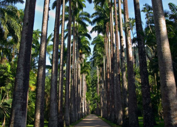 Мускатный орех, корица, чёрный перец из Восточной Индии акклиматизировались в ботаническом саду Рио – фотографии Бразилии