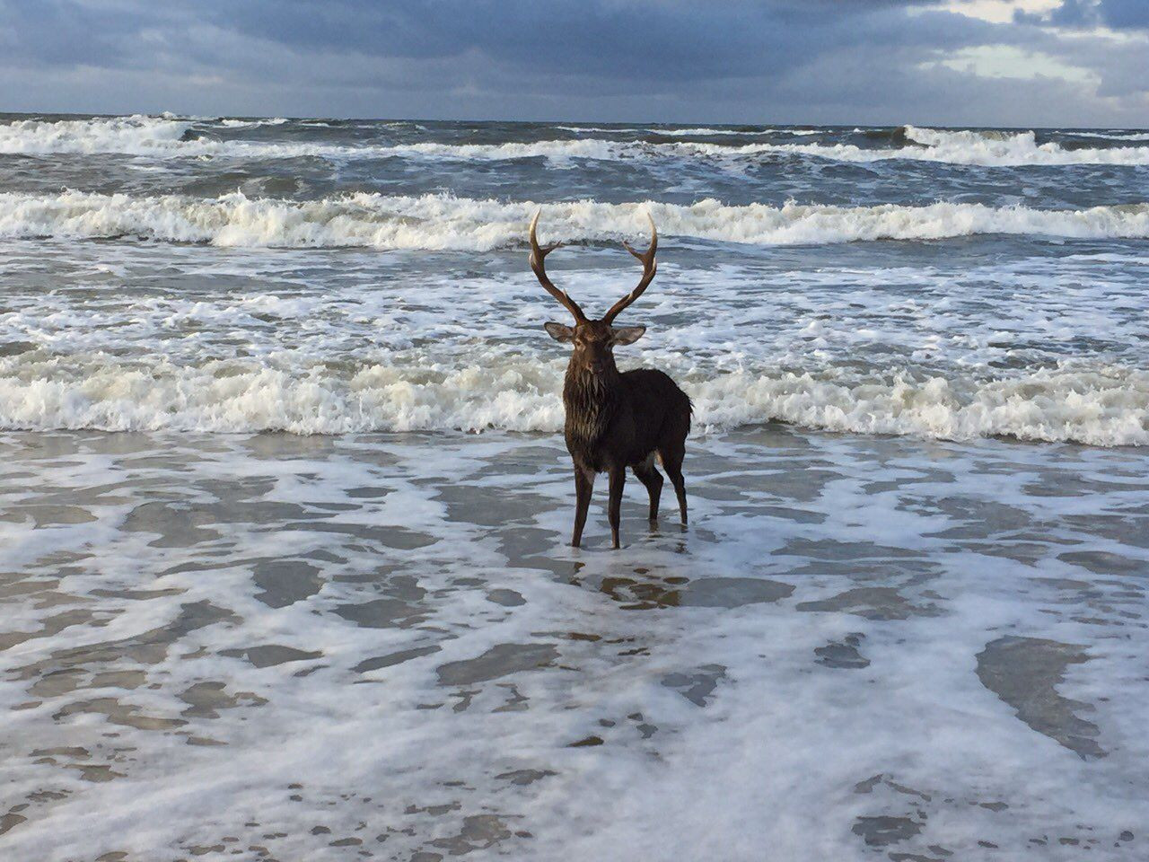 Куршская коса 7 – фотографии России