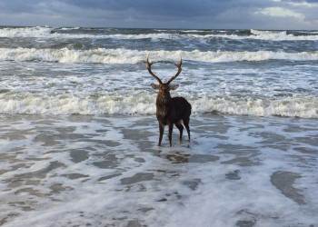 Куршская коса 7 – фотографии России