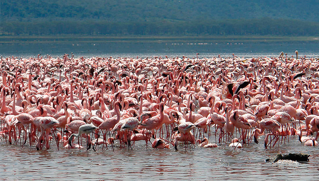 Миллионы животных и птиц в кенийском парке «Озеро Накуру» (Lake Nakuru) – фотографии Кении