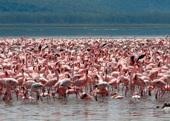 Миллионы животных и птиц в кенийском парке «Озеро Накуру» (Lake Nakuru) – фотографии Кении