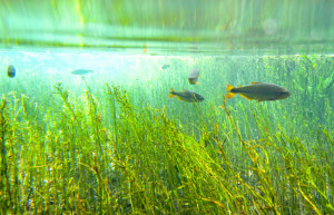 Природный аквариум (Aquario Natural) в Бониту – фотографии Бразилии