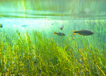 Природный аквариум (Aquario Natural) в Бониту – фотографии Бразилии