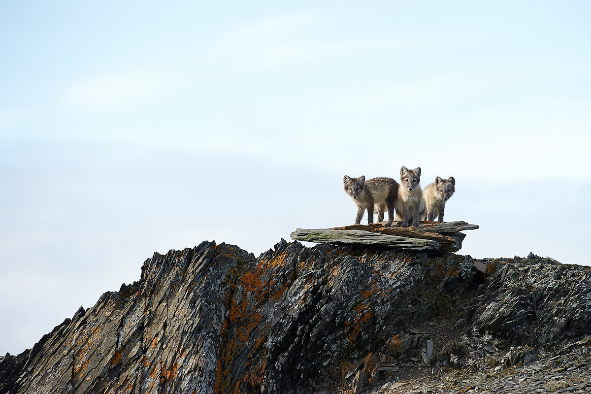 Труднодоступный заповедник остров Врангеля, Чукотка, Россия – фотографии России