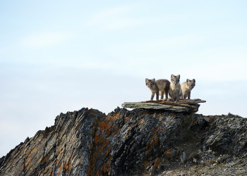 Труднодоступный заповедник остров Врангеля, Чукотка, Россия – фотографии России
