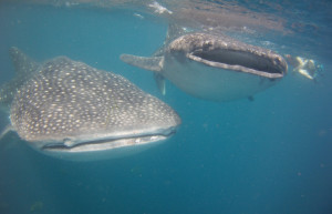 Филиппины – фотографии Филиппин