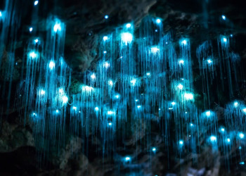 Неисчислимое количество светлячков в пещерах Вайтомо мирно свисают над головами туристов – фотографии Новой Зеландии