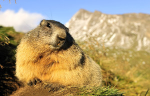 Местные жители. Национальный парк Высокий Тауэрн. Австрия – фотографии Австрии