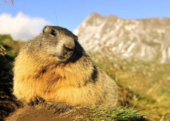 Местные жители. Национальный парк Высокий Тауэрн. Австрия – фотографии Австрии