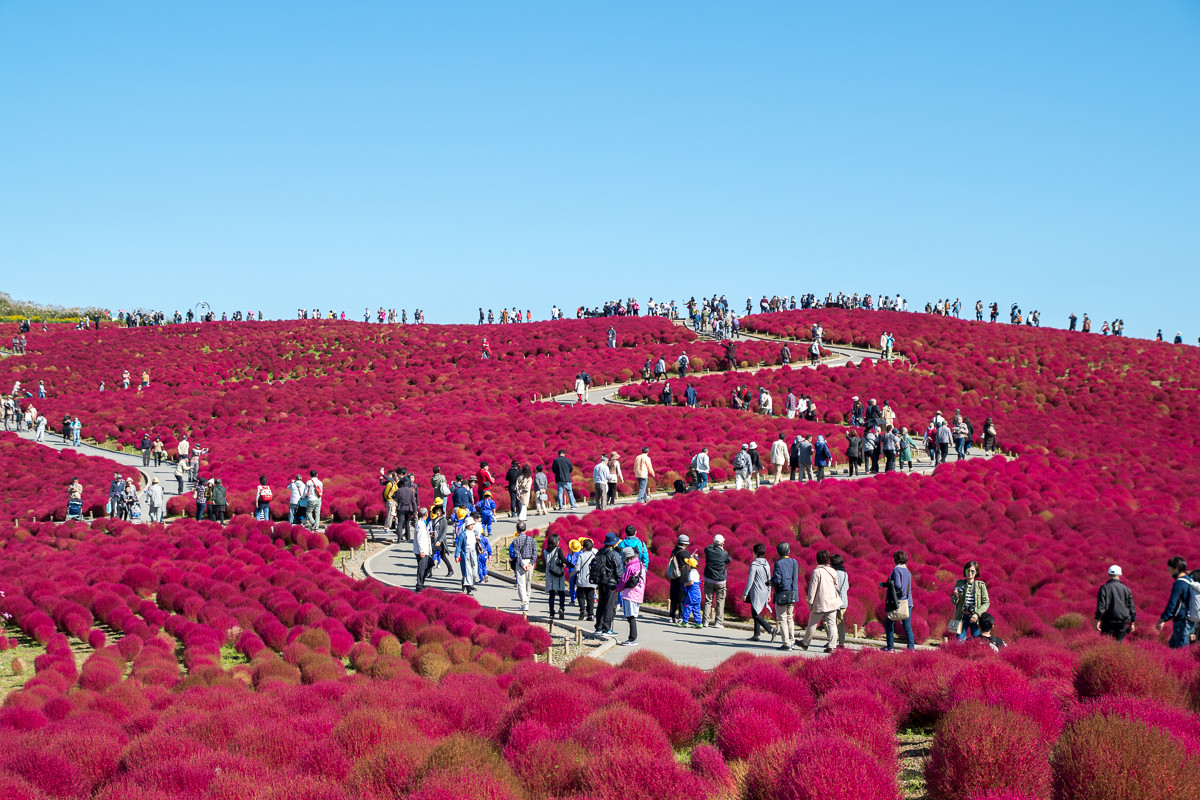Национальный парк Хитачи (Hitachi Seaside Park) в Хитатинака, Япония – фотографии Японии