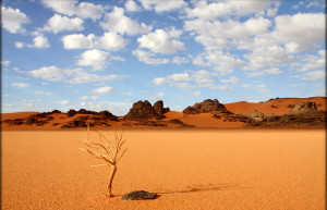 Одинокое деревце в песках. Тассилин-Адджер национальный парк. Алжир – фотографии Алжира