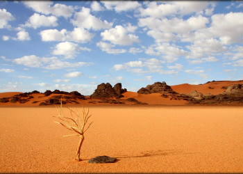 Одинокое деревце в песках. Тассилин-Адджер национальный парк. Алжир – фотографии Алжира