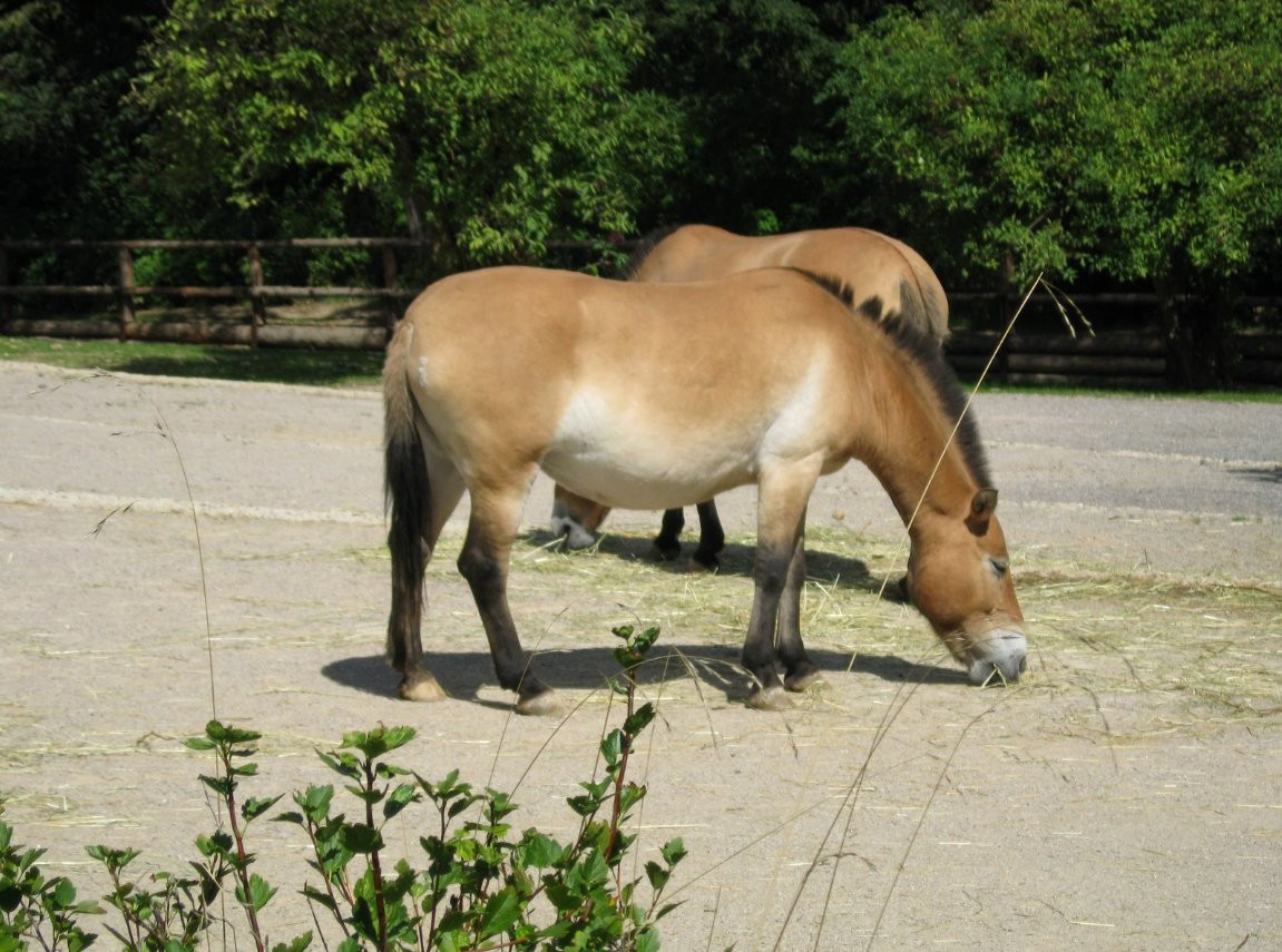 Лошади в пражском зоопарке, Чехия – фотографии Чехии