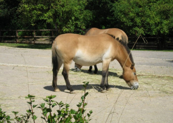 Лошади в пражском зоопарке, Чехия – фотографии Чехии