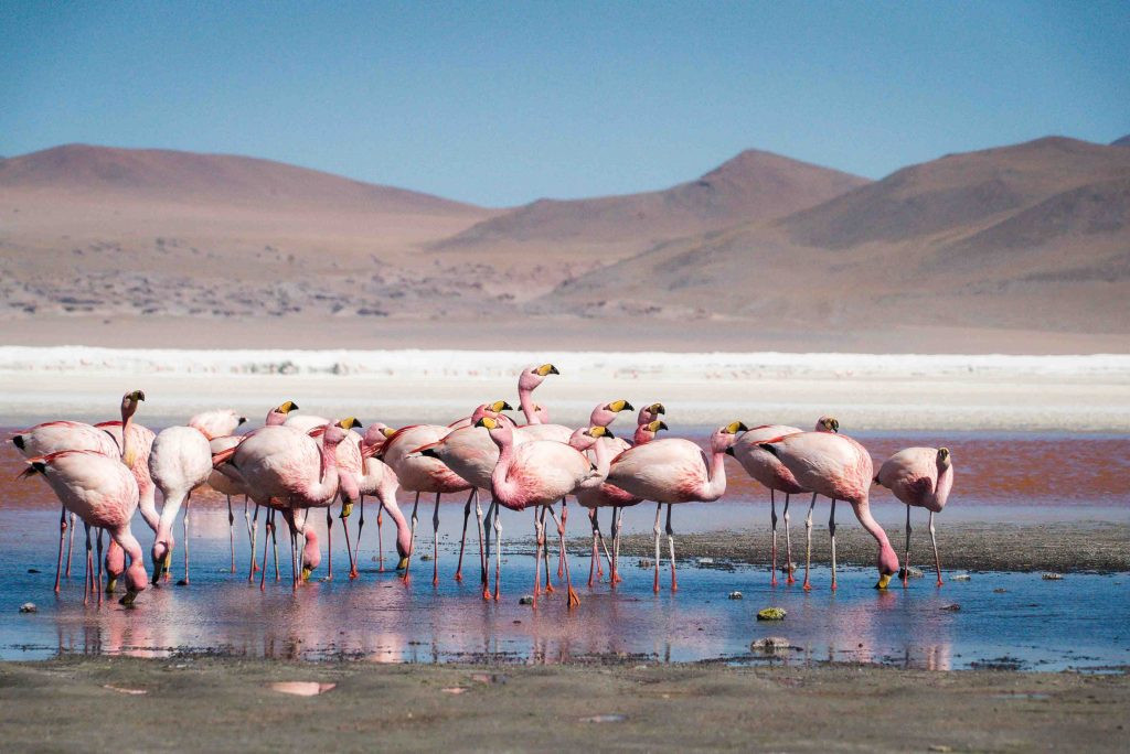 Солончак Ую́ни, Боливия – фотографии Боливии