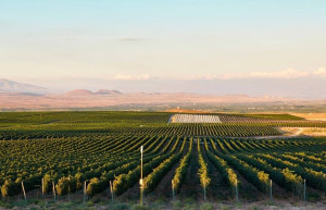 Виноградные поля. Армавир. Армения. – фотографии Армении