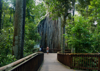 Парк Паронелла вблизи Кэрнса, Австралия – фотографии Австралии