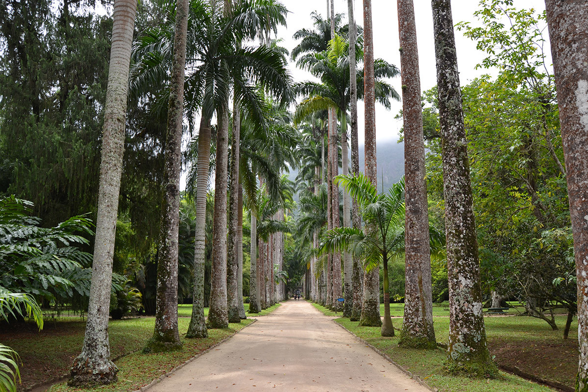 "Авеню Королевских пальм" ботанического сада Рио-де-Жанейро включает в себя около 900 видов пальм – фотографии Бразилии
