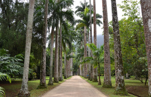 "Авеню Королевских пальм" ботанического сада Рио-де-Жанейро включает в себя около 900 видов пальм – фотографии Бразилии