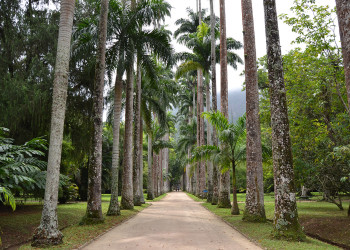"Авеню Королевских пальм" ботанического сада Рио-де-Жанейро включает в себя около 900 видов пальм – фотографии Бразилии