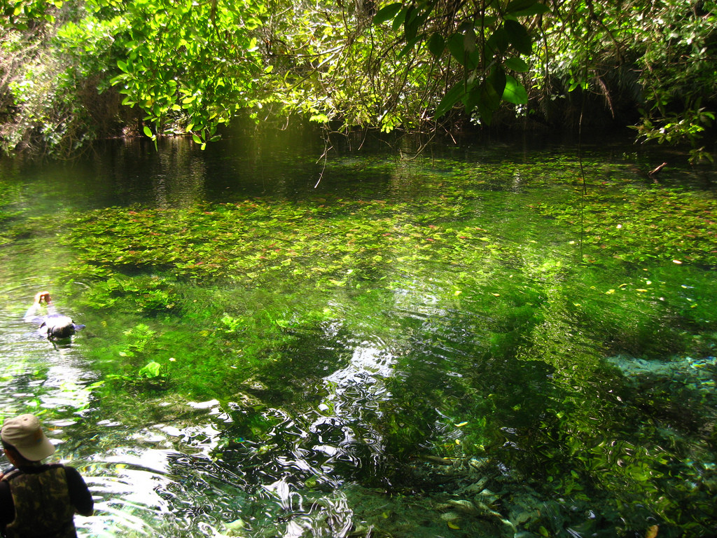 Природный аквариум (Aquario Natural) – фотографии Бразилии