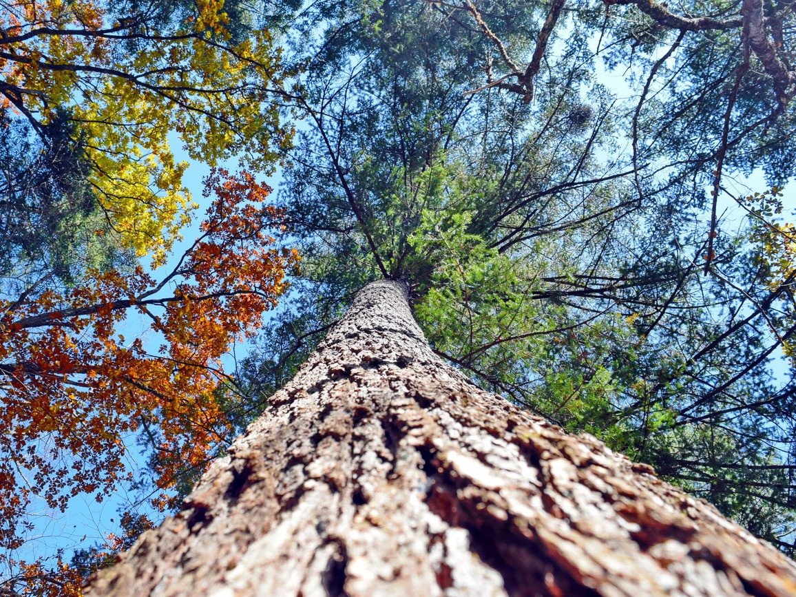 Возраст некоторых деревьев заповедника Кедровая падь на Дальнем Востоке – больше пяти сотен лет – фотографии России