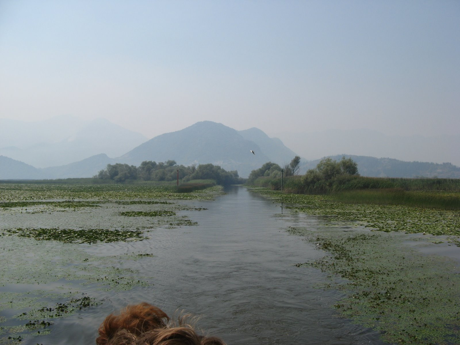 Скадарское озеро в Национальном парке, Черногория – фотографии Черногории