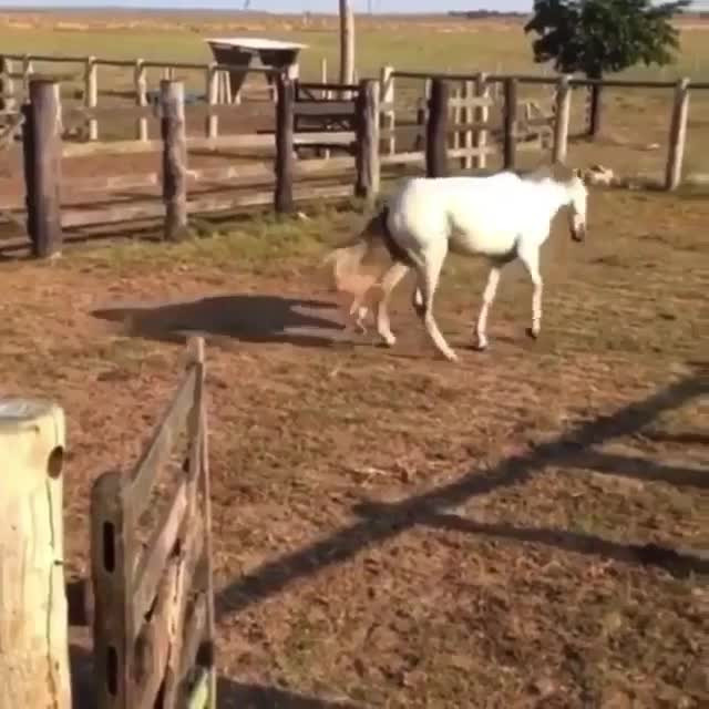 Дружба между лошадью и петухом – видео России