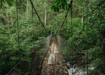 Тропа Сендеро-де-лос-Кетцалес, Панама – фотографии Панамы
