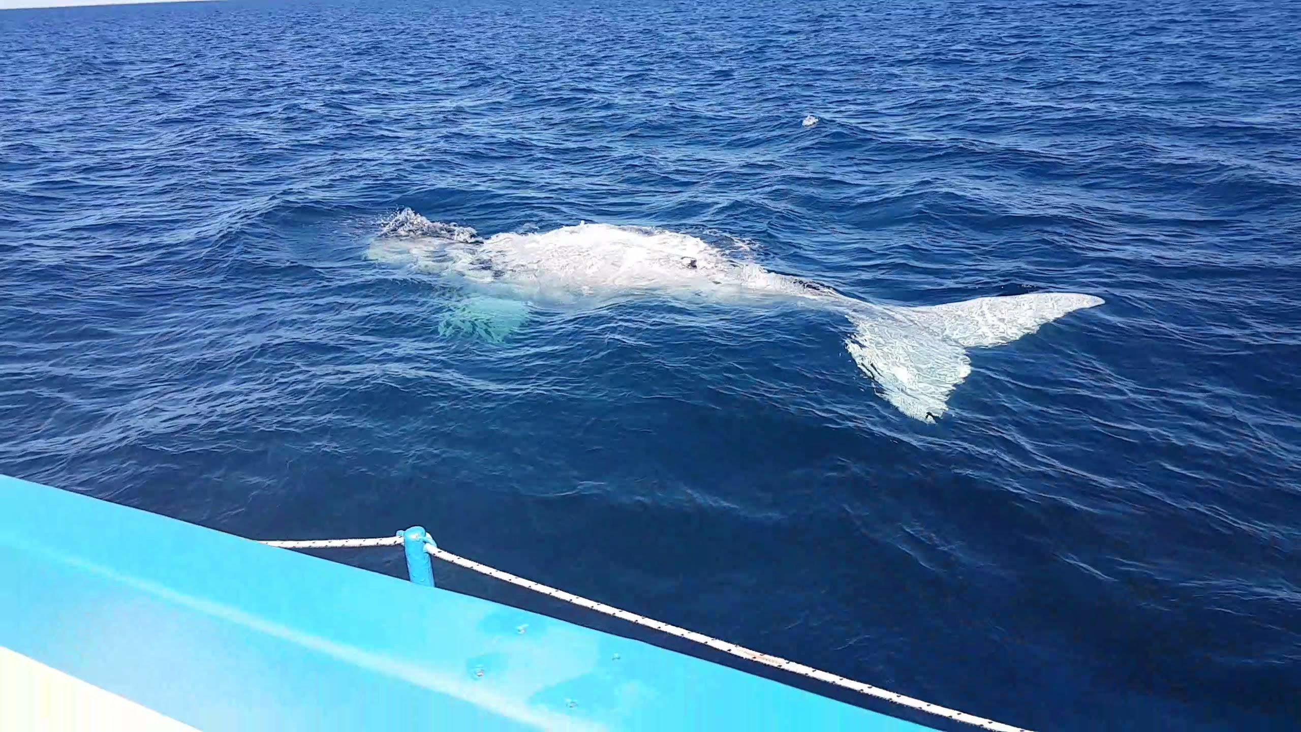Синий кит. Полуостров Вальдес. Аргентина – фотографии Аргентины