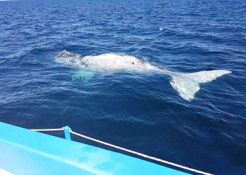 Синий кит. Полуостров Вальдес. Аргентина – фотографии Аргентины