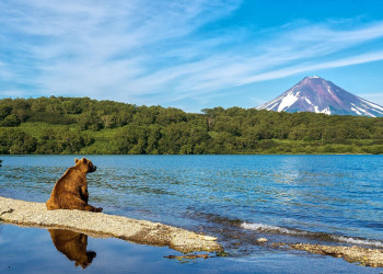 Мишка на Камчатке – фотографии России
