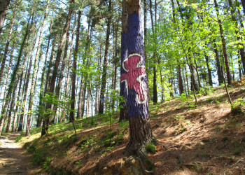 Художник объединил технику наскальной живописи периода палеолита с ленд-артом в Живом лесу Ома – фотографии Испании